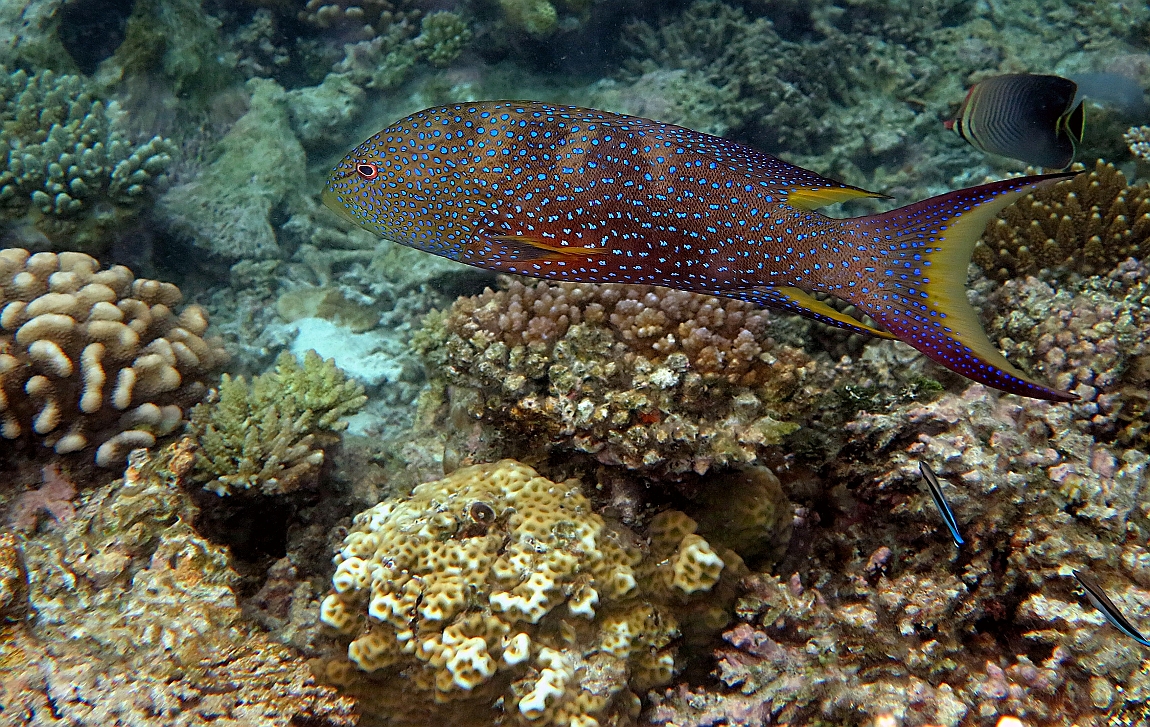 IMG_0539rfn_Maldives_Madoogali_House reef_Croissant queue jaune_Variola louti.jpg